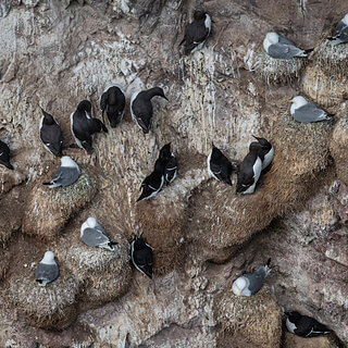 St Abbs Head - Guillemots and kittiwakes